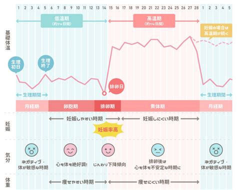 性欲と排卵日（生理）は関係している！？年齢による。